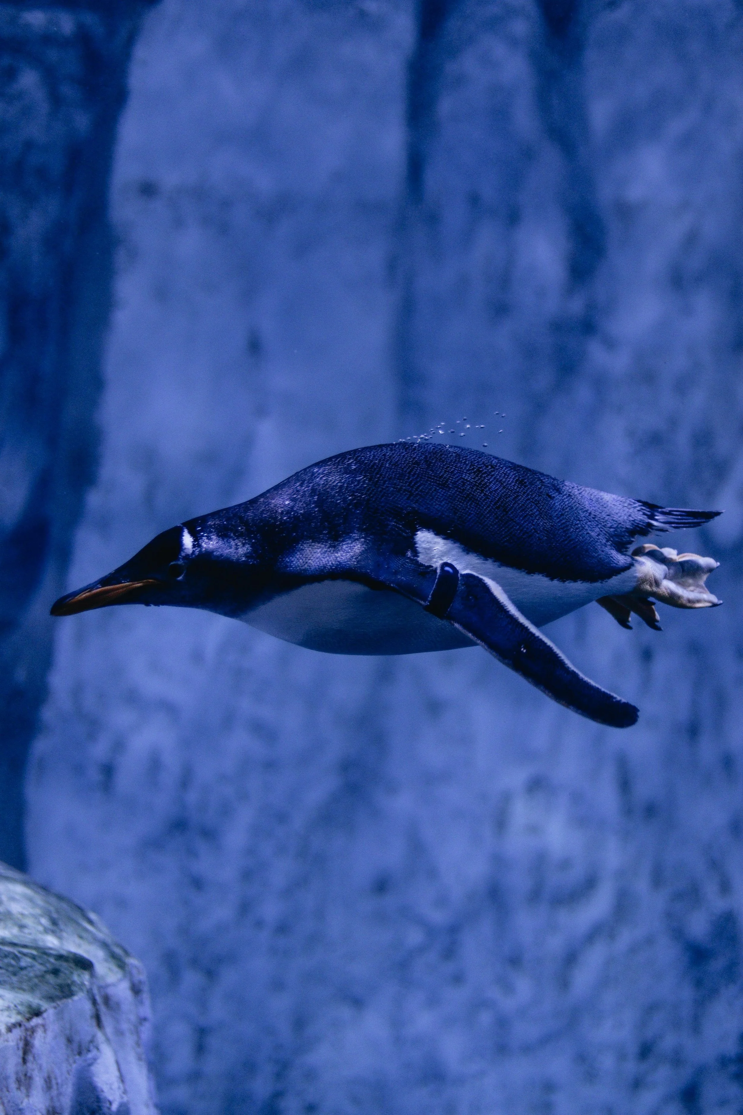 A penguin swimming underwater near a rocky wall with a blue background.