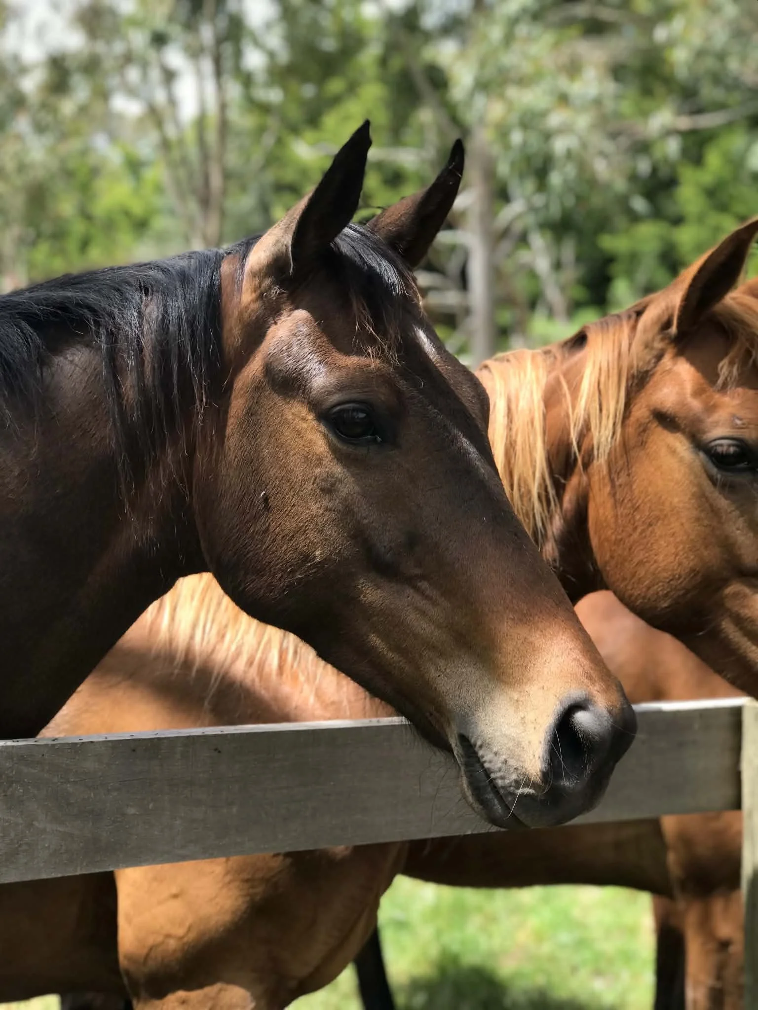 wattle_bank_farm_horses.jpeg