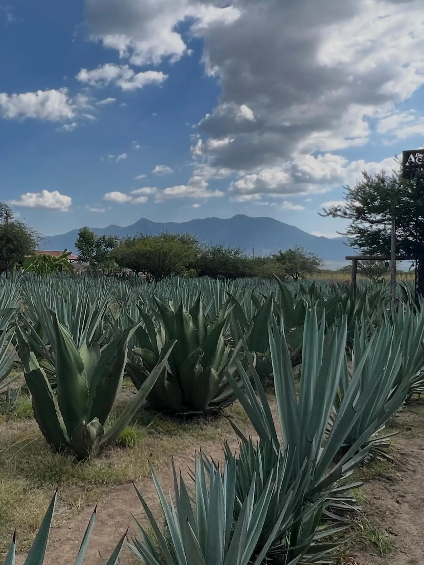 Under the endless skies of Oaxaca, where every bottle begins. 🌿🇲🇽

Agave fields stretching toward the mountains&mdash;beautiful, timeless, and deeply rooted in tradition.

#Oaxaca #Agave #Mexico #MezcalCountry #TravelMexico Kur8edTravel Wanderlust