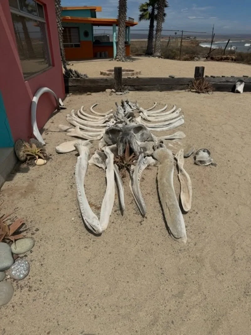 Whale bones on the coast of Baja California&mdash;a striking reminder of the scale, beauty and wildness of the Pacific. 🐋🌊

#BajaCalifornia #BajaMexico #WhaleBones #PacificCoast #CoastalMexico MexicoTravel BajaAdventure OceanLife TravelPhotography
