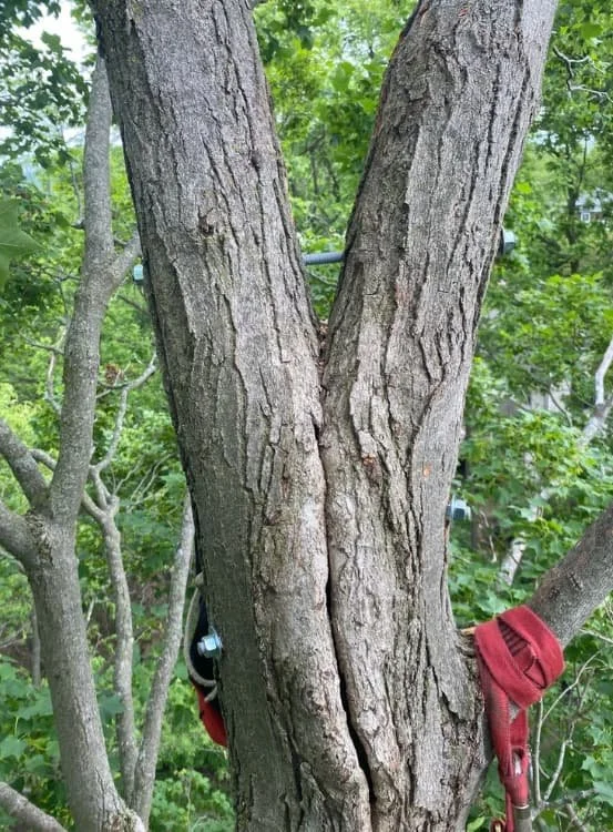 Close-up of a multi-stem tree being supported with a tree cabling system.