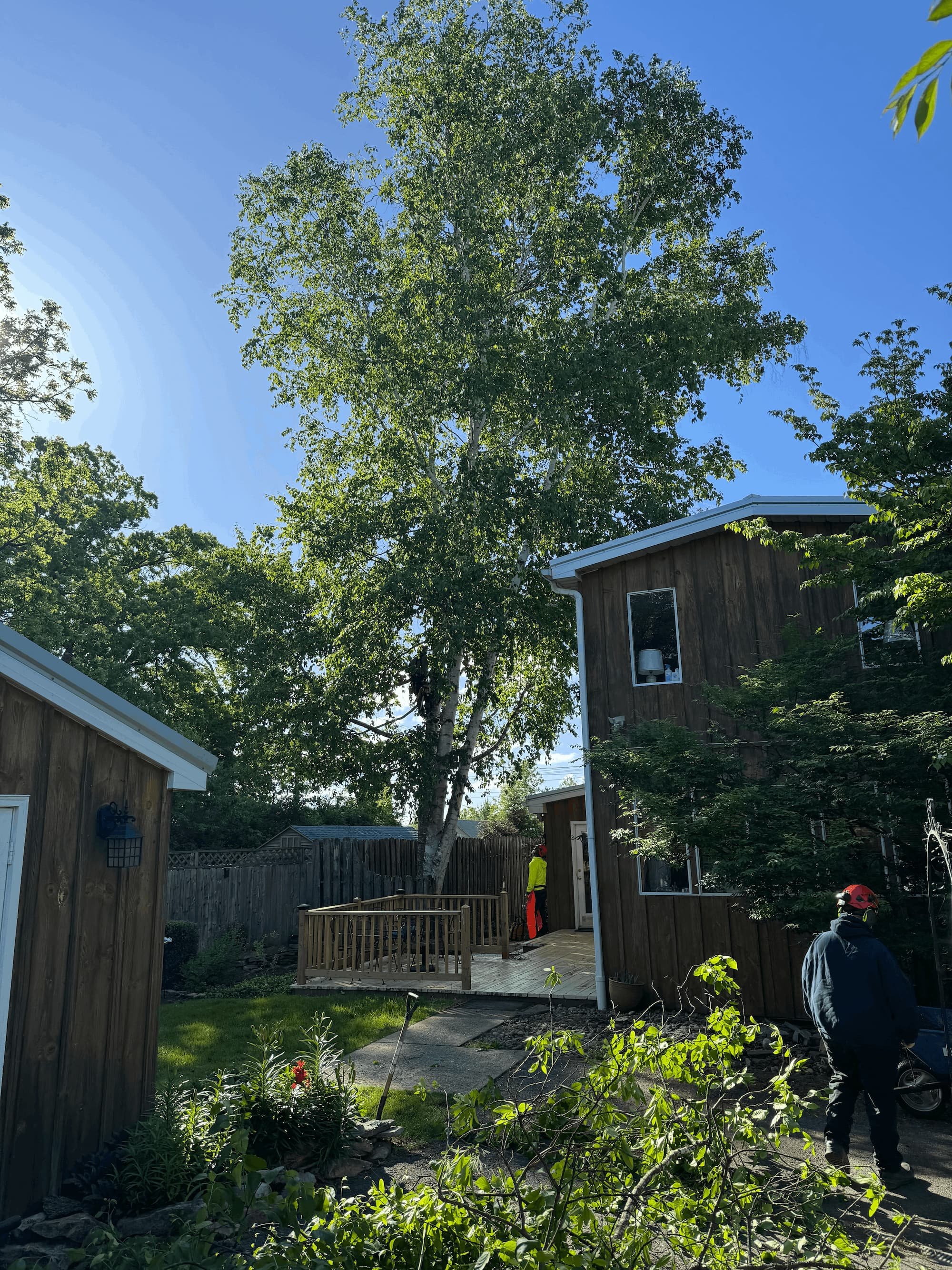 Steadfast Tree Care crew removing a large tree beside a Centre County home.