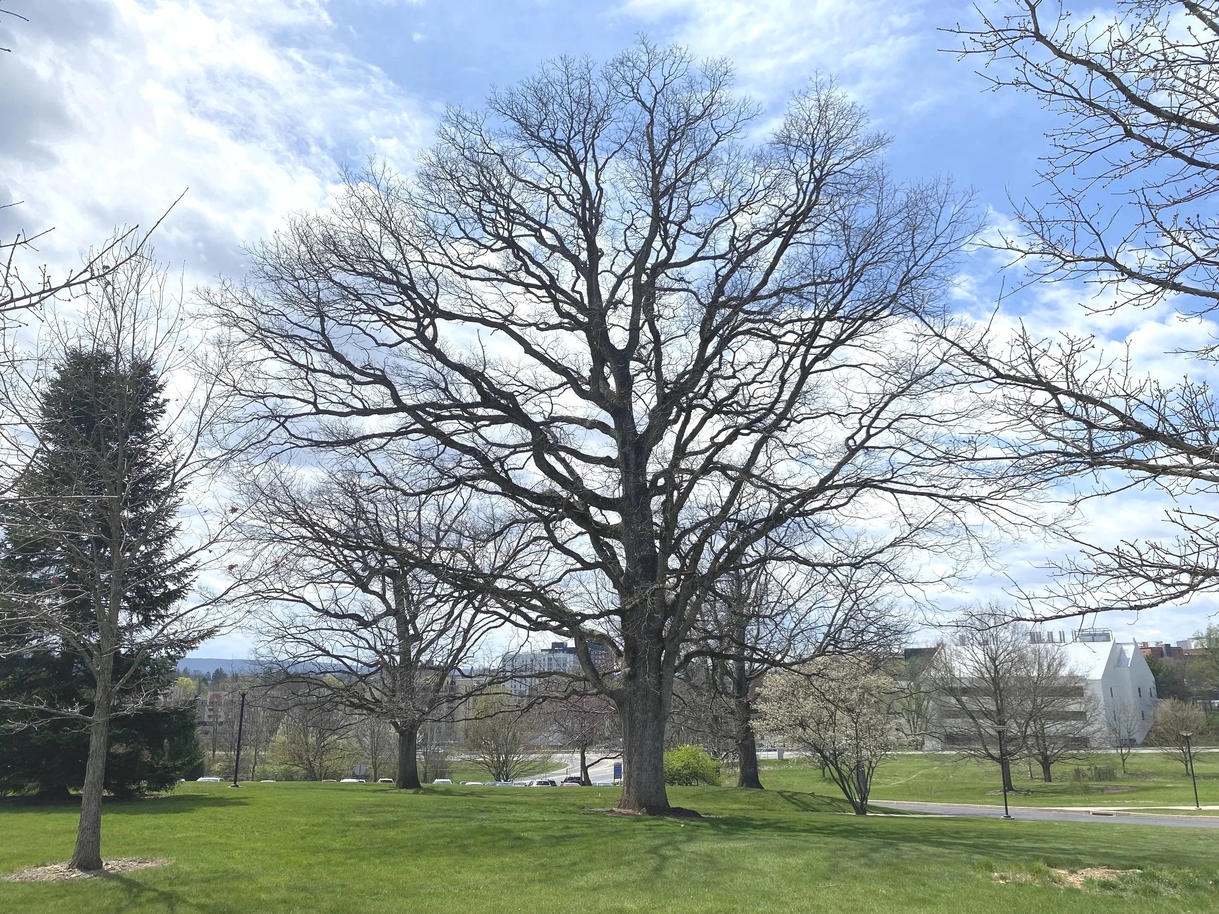Large, majestic White Oak