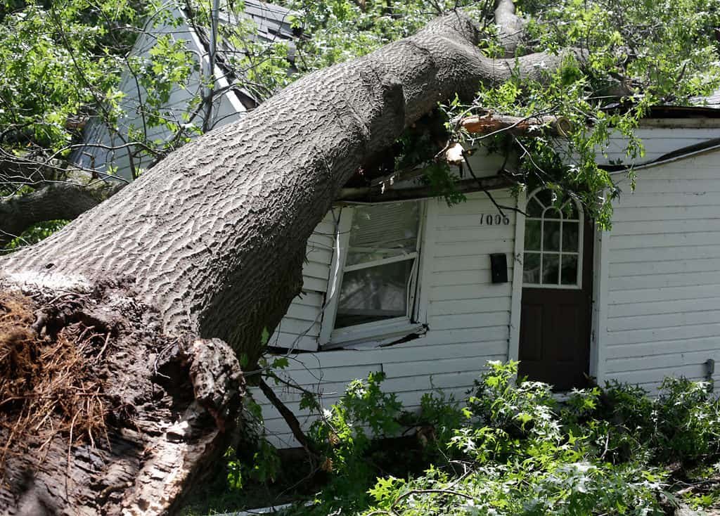 A large tree has fallen onto a white house, damaging the roof and window.