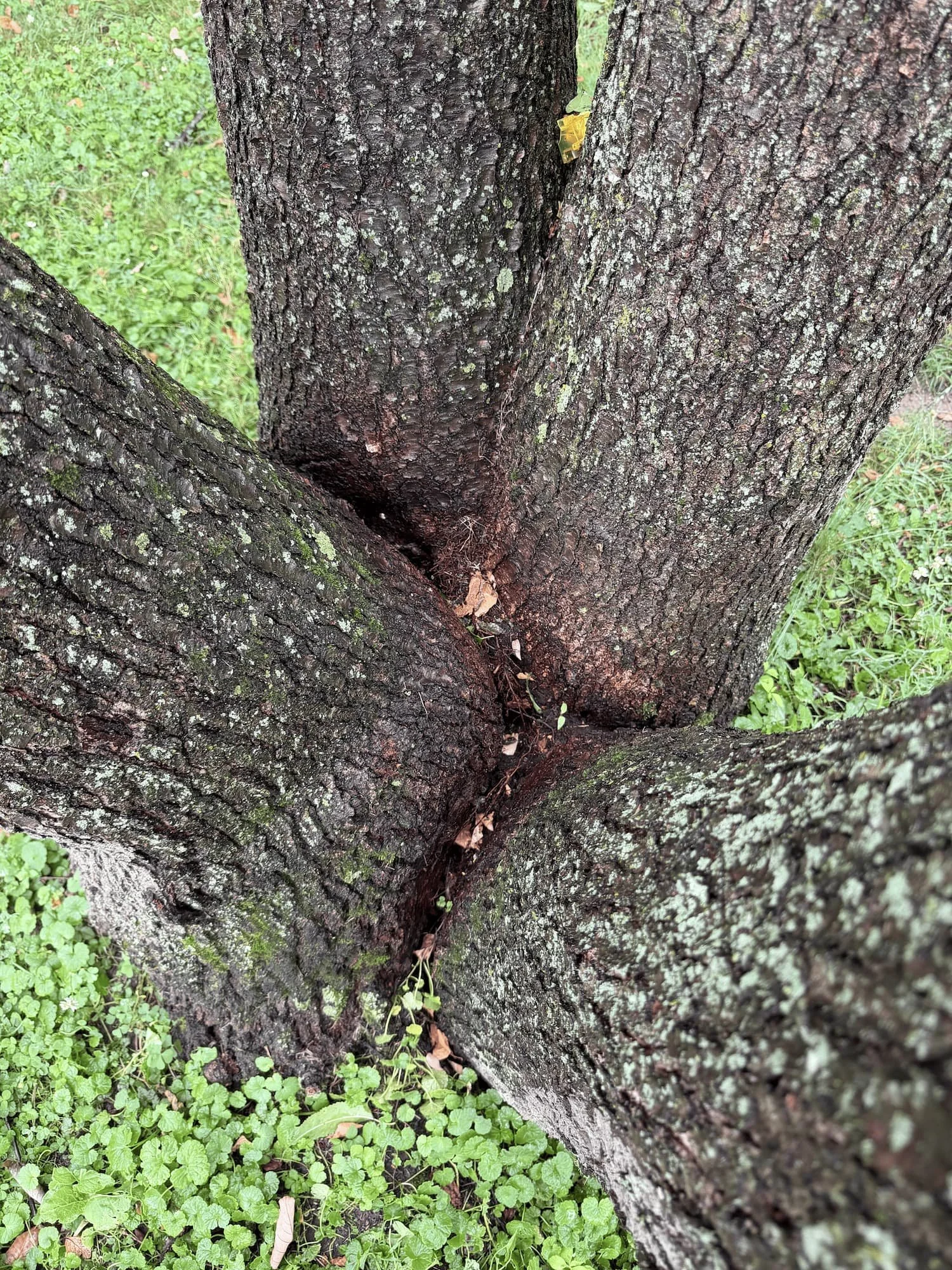 Decay and a cavity developing between multiple trunks of a mature tree.