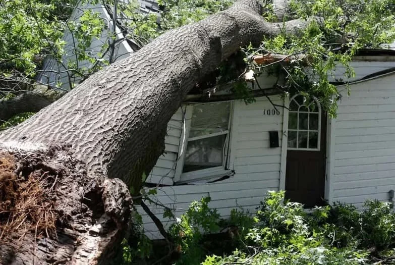 Large fallen tree damaging a home after a storm.