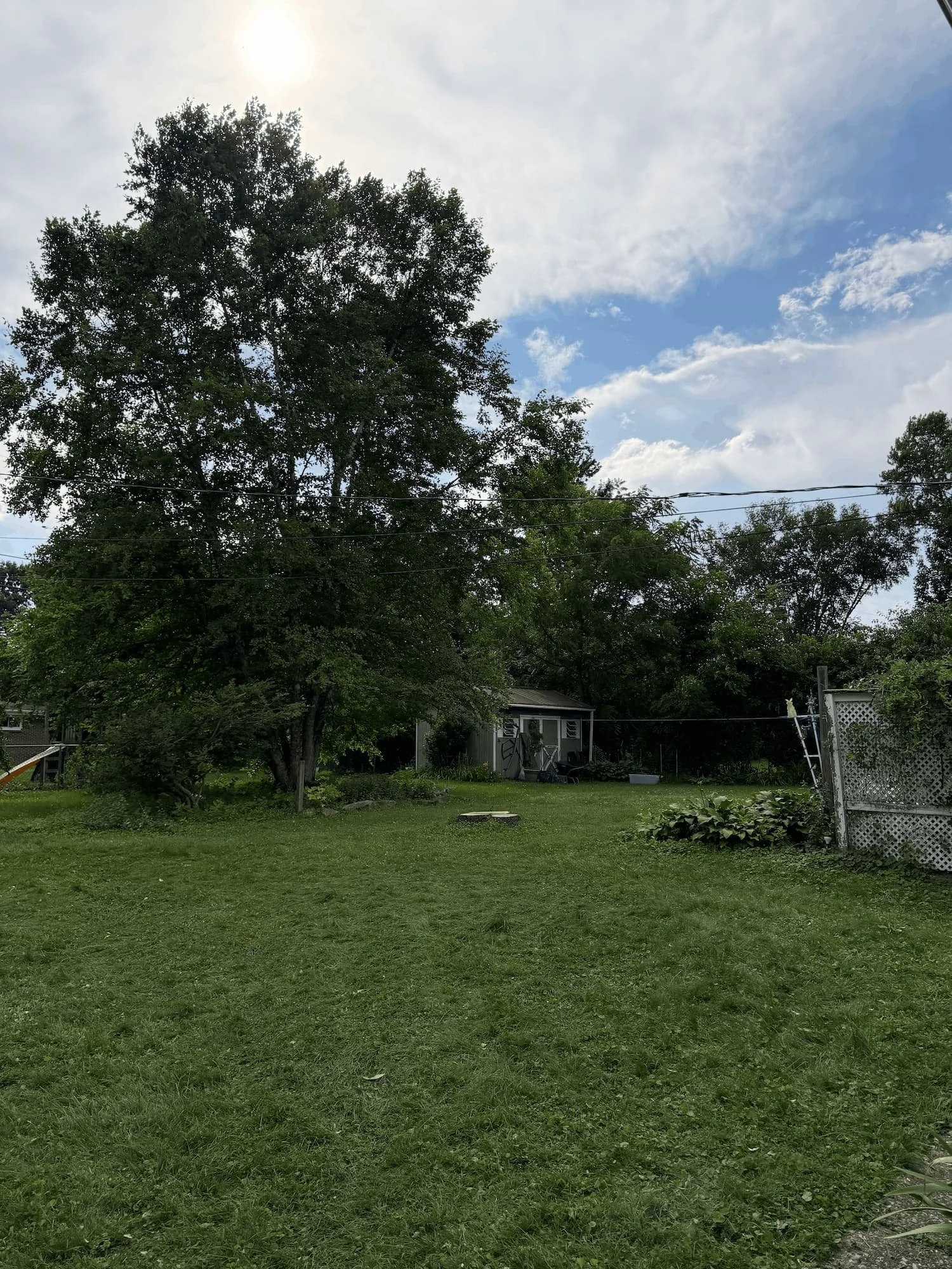 Backyard after large tree removal by Steadfast Tree Care.