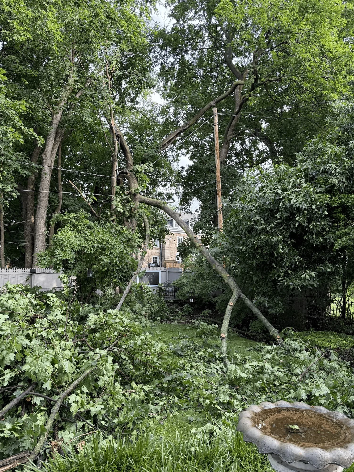 Storm-damaged tree limbs scattered across a residential yard near utility lines.