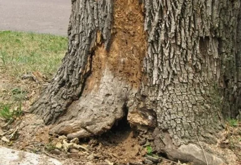 Decay and an open cavity at the base of a mature tree trunk.