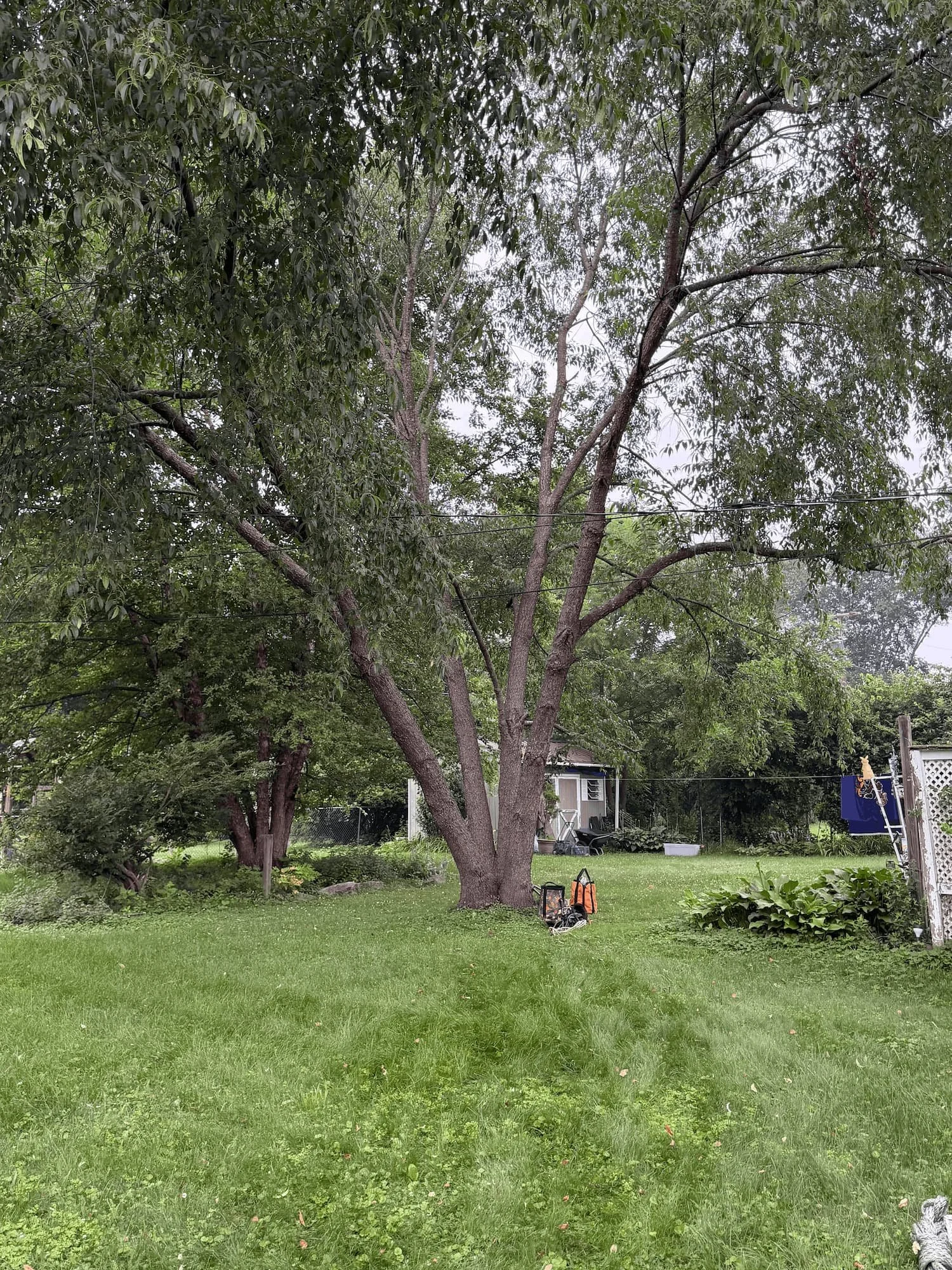 Large tree near a home before removal by Steadfast Tree Care.
