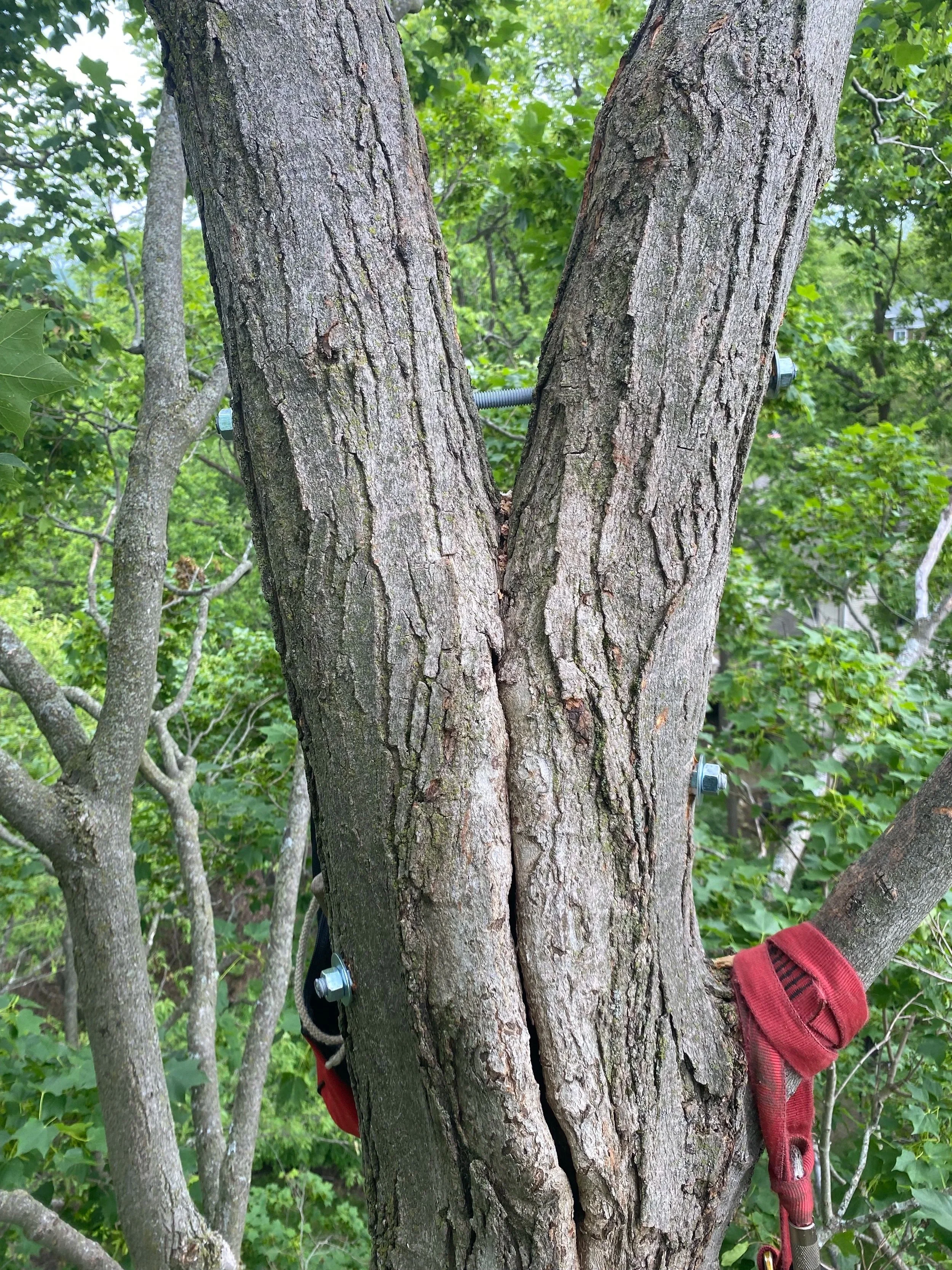 Tree trunk with metal bolts and a red strap attached, with green foliage in the background.