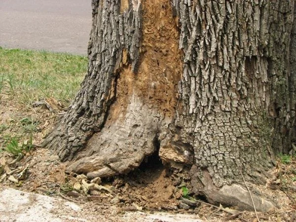 Close-up of a mature tree trunk with a large section of bark missing, exposing damaged wood and a small hole near the base, surrounded by soil and grass.