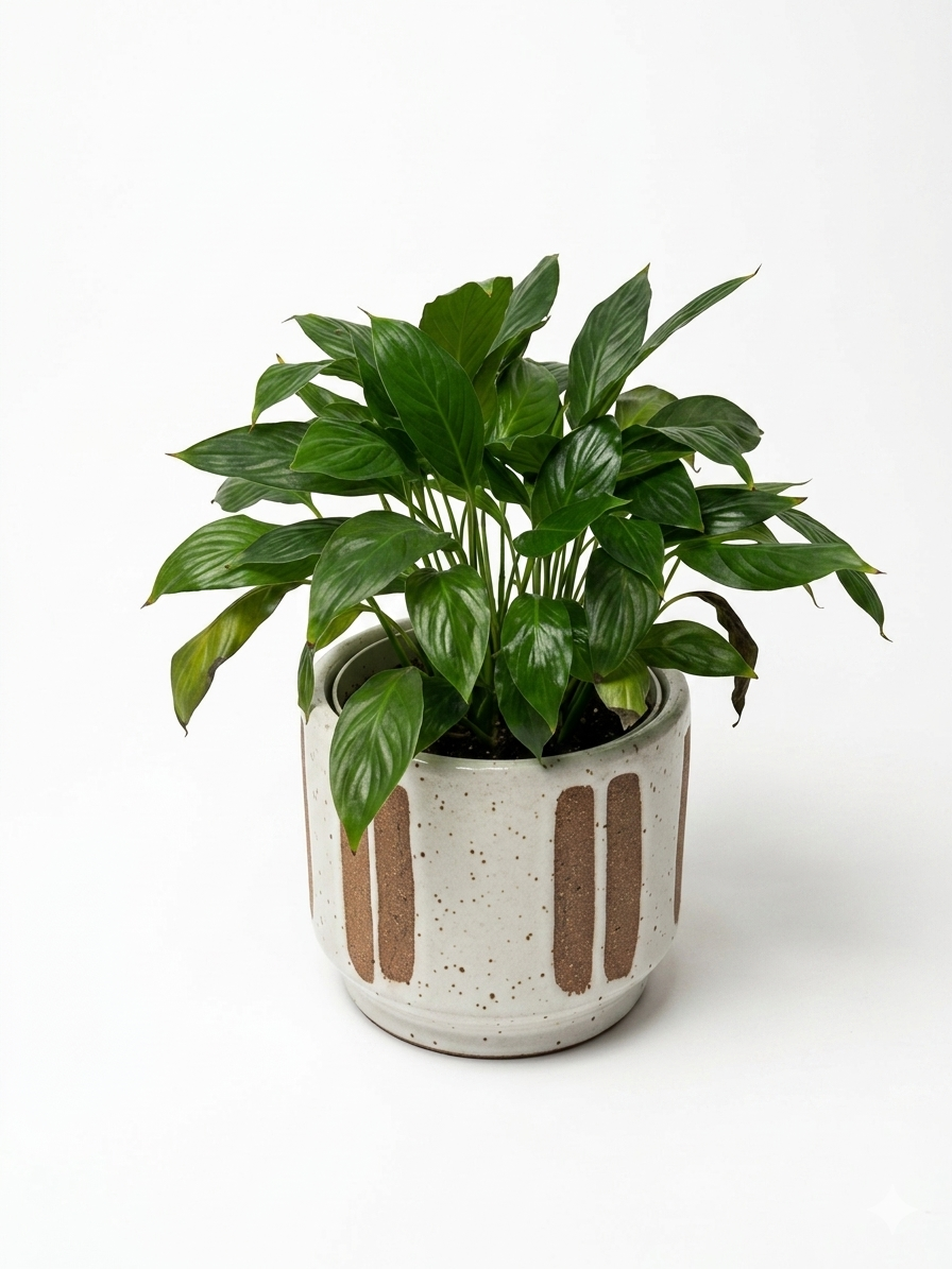 Gemini_Generated_Image_edyxwzedyxwzedyx (1).png