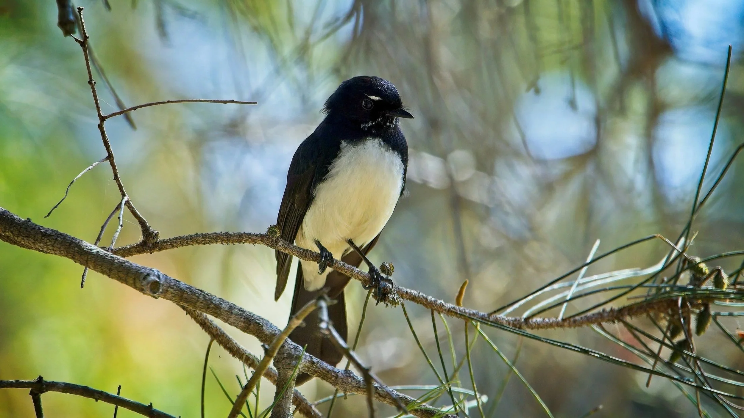 A willy wagtail perched on a branch with green foliage in the background. Willy Wagtails are black with a white breast and white eyebrows.