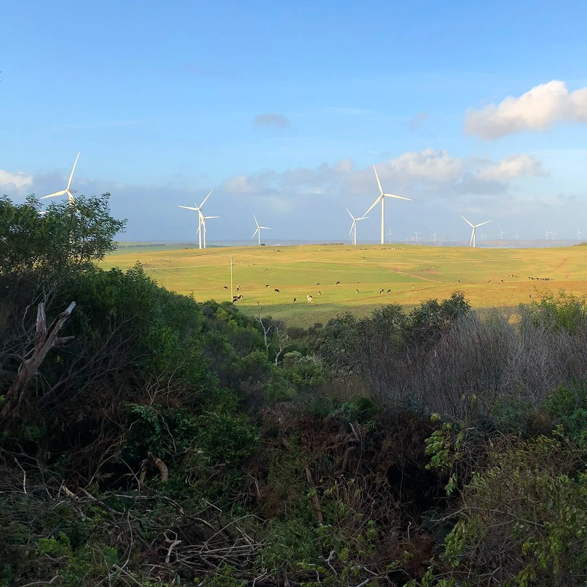 Wind turbines generating renewable energy across Australian farmland with grazing cattle.