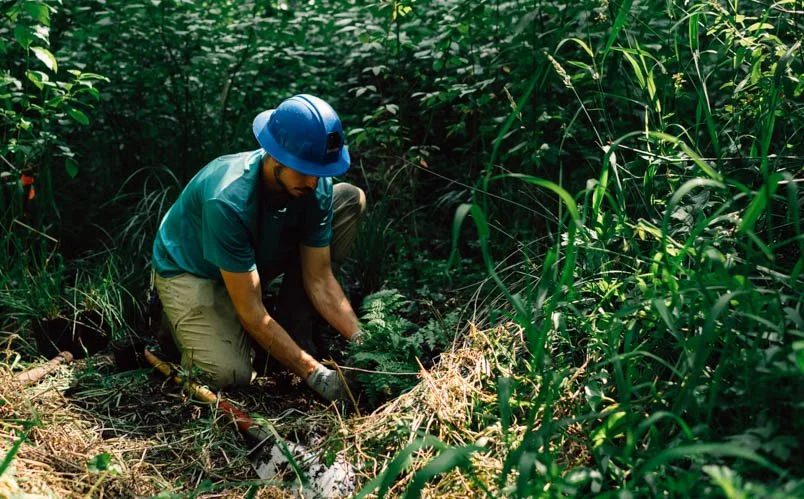 Native plant installation