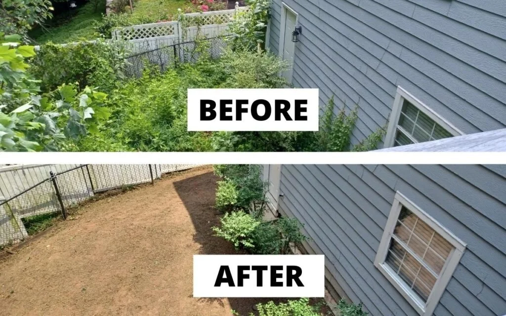 Overgrown yard restoration