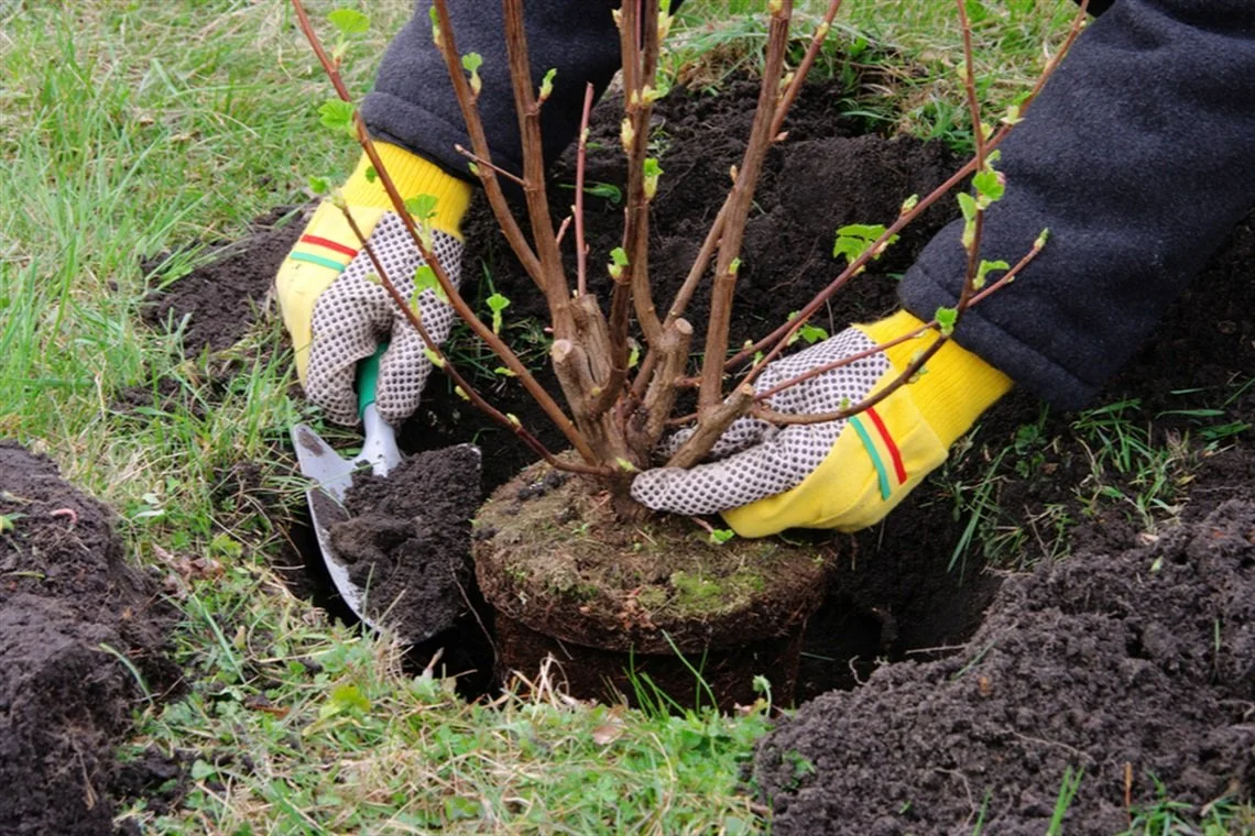 Planting trees & shrubs