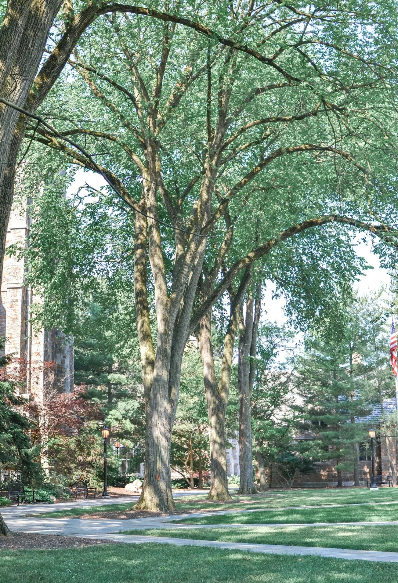 Tree Consultation