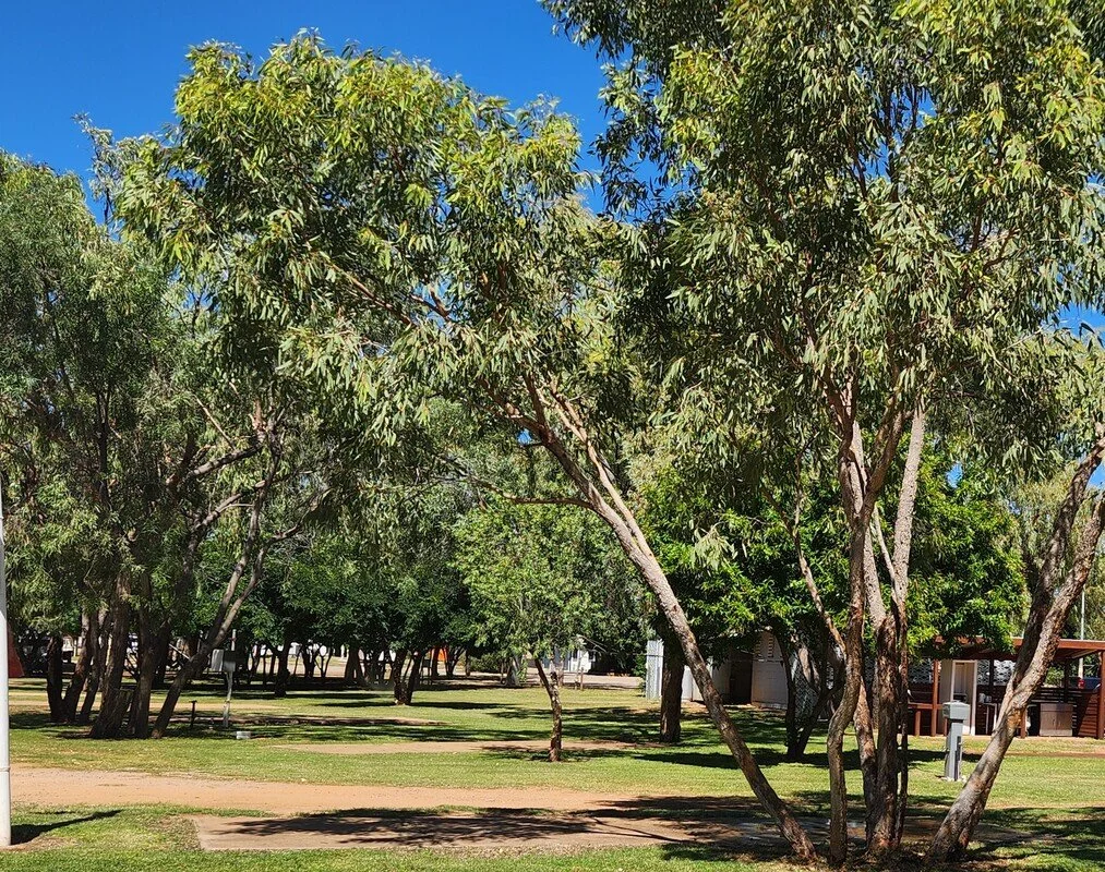 A park with multiple trees, green grass, a dirt pathway, and residential buildings in the background under a bright blue sky.