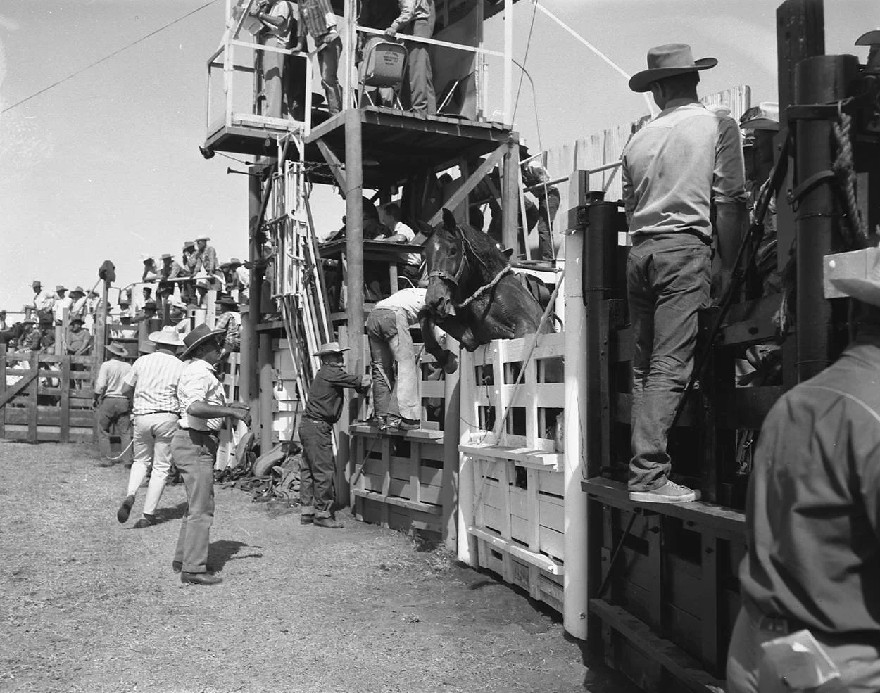 Hisorical image of Mount Isa Rodeo with people boarding a cattle chute at a rodeo, with some on a raised platform and others waiting in line, in a black and white photograph.