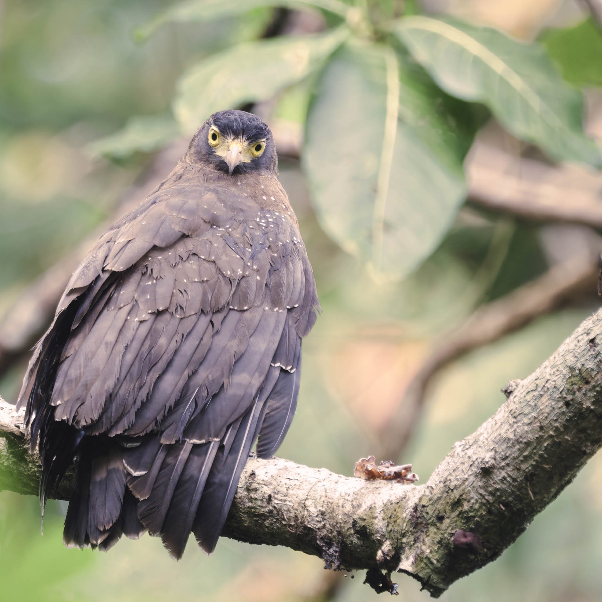 A close-up portrait of an Andaman Serpent Eagle perched on a rainforest branch, highlighting its sharp yellow eyes and dark brown plumage.