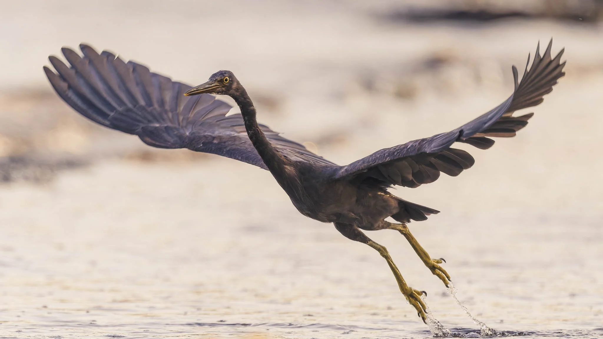 Endemic Echoes: A Masterclass in Andaman Birding Photography