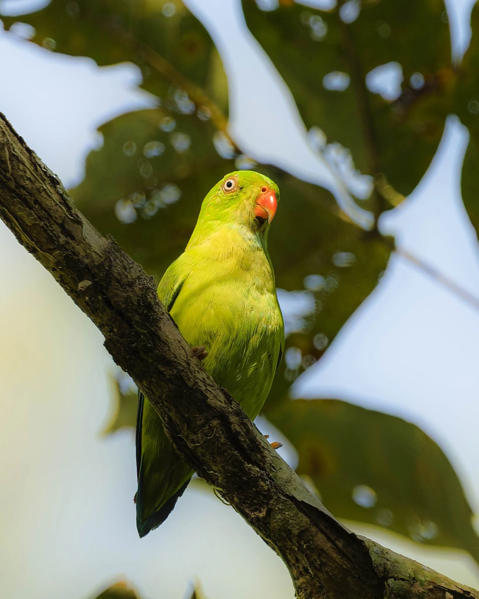 andaman_birding_tour_2025_6.jpg