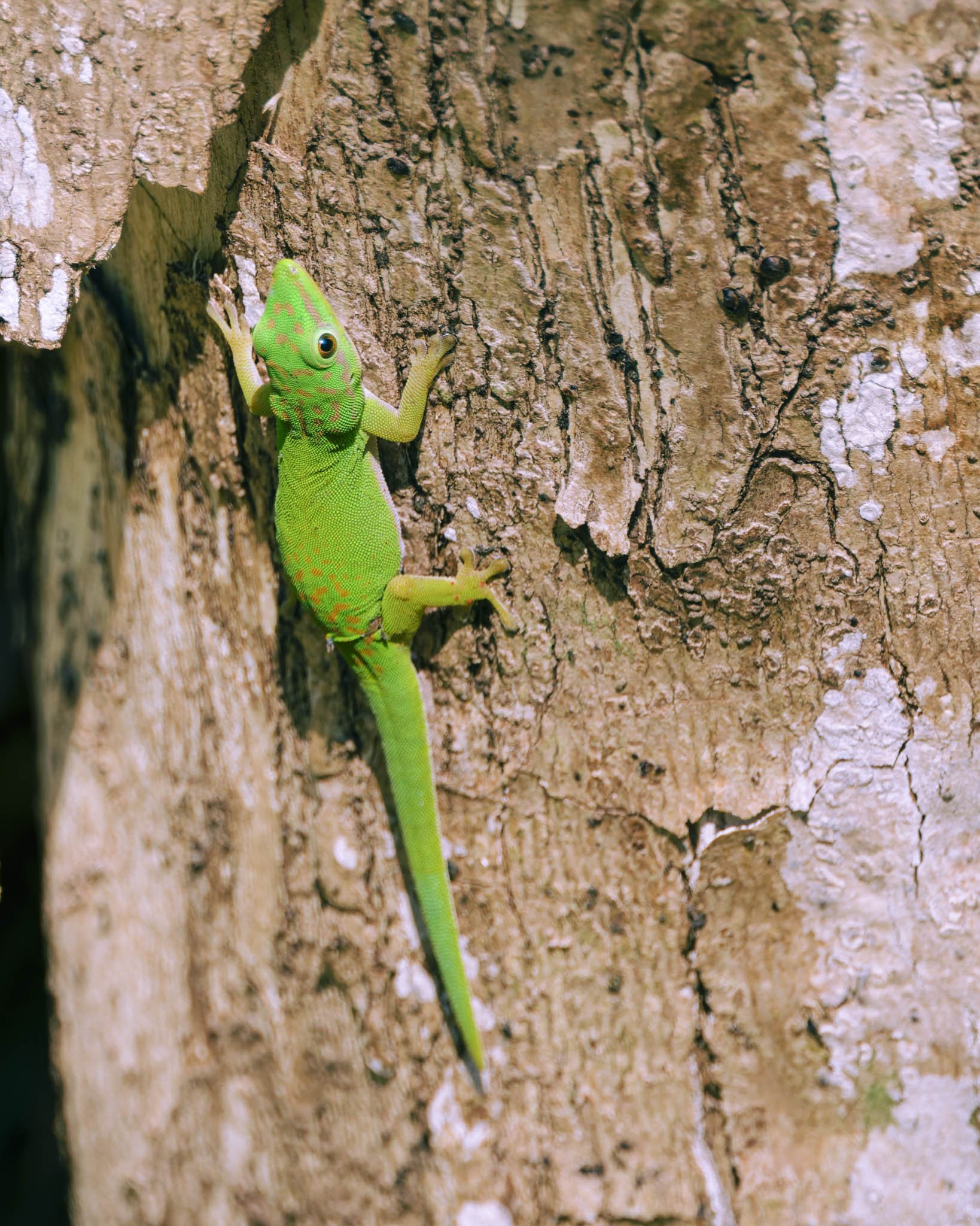 andaman_birding_tour_2025_8.jpg