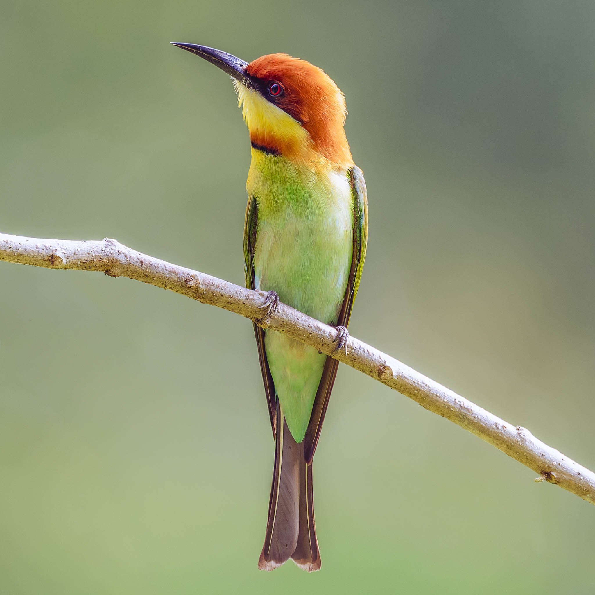 andaman_birding_tour_2025_4.jpg
