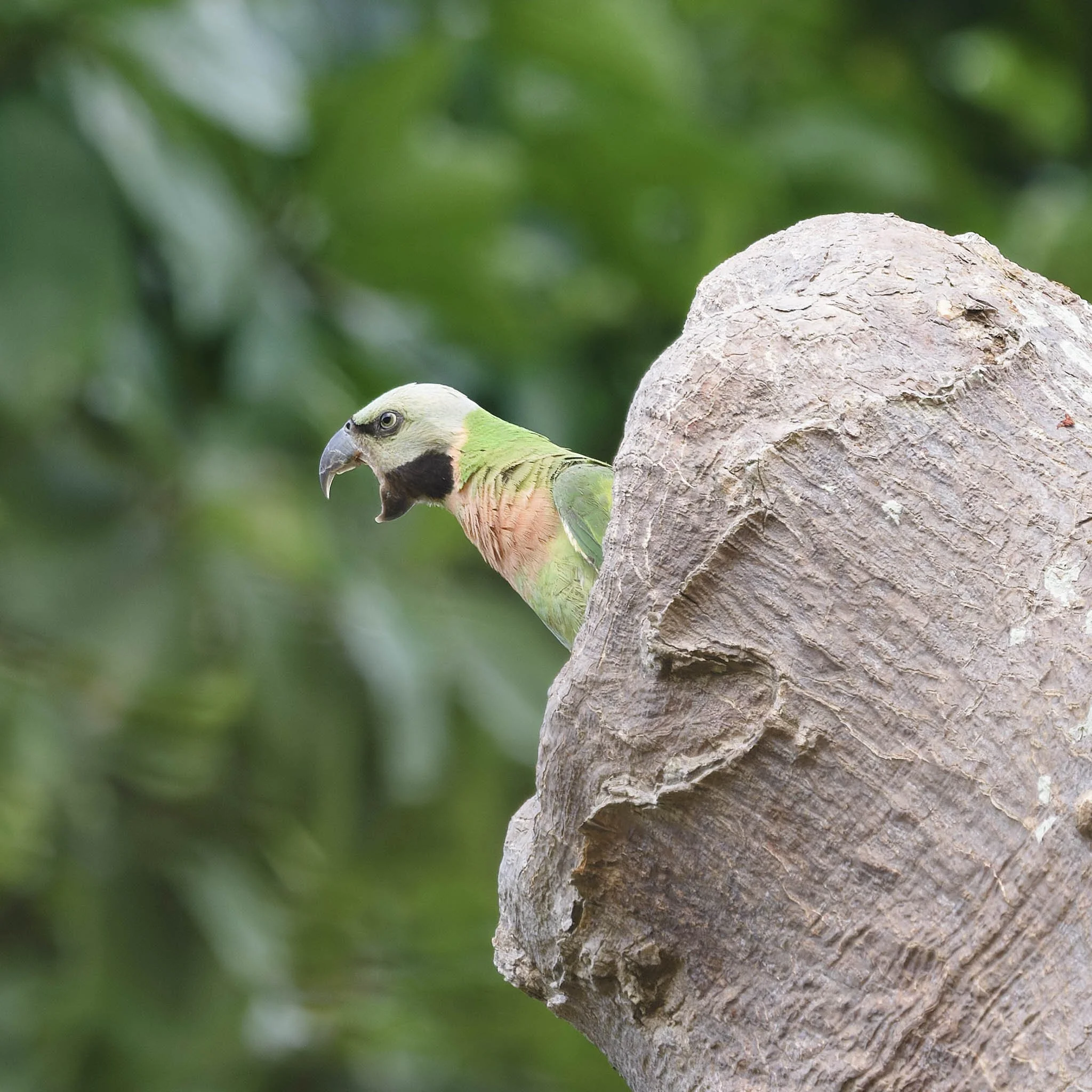 andaman_birding_tour_2025_3.jpg