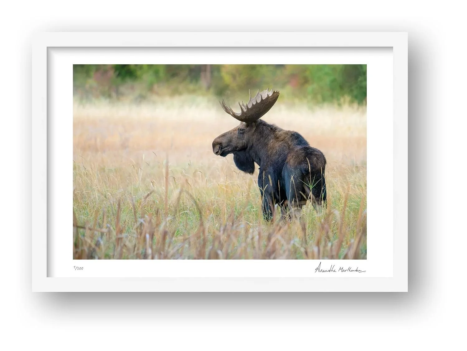 preview_0a024a31_813db3f0.jpg