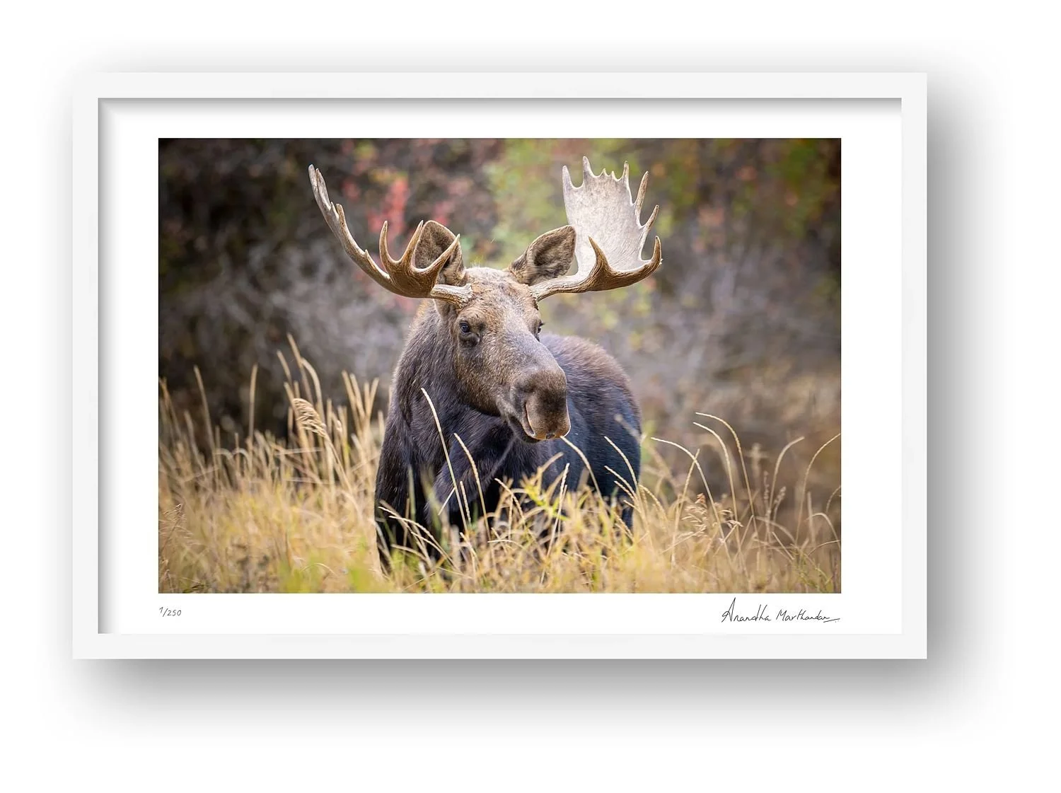 preview_c0320696_3829b579.jpg