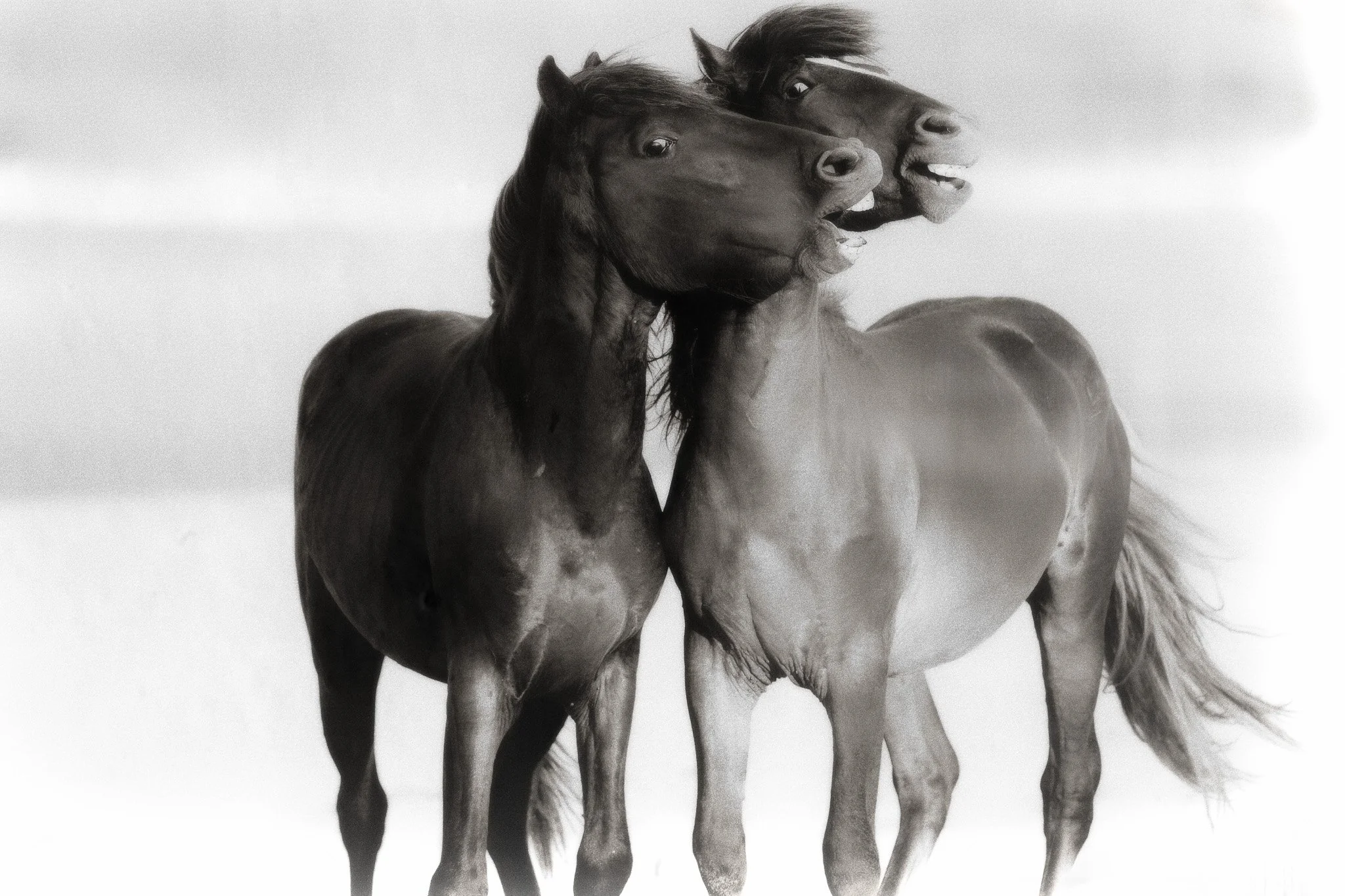 Unbridled Humour - FINE ART GALLERY PRINTS