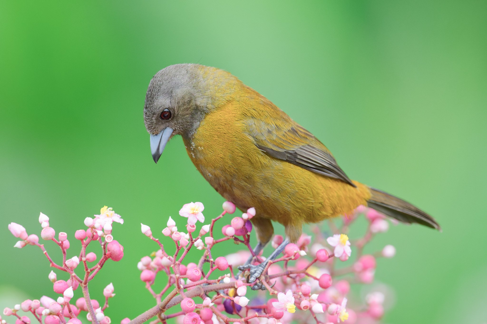 A vividly colored tanager perches among soft pink berries against a creamy green background, rendered with atmospheric Exhibition-grade depth.