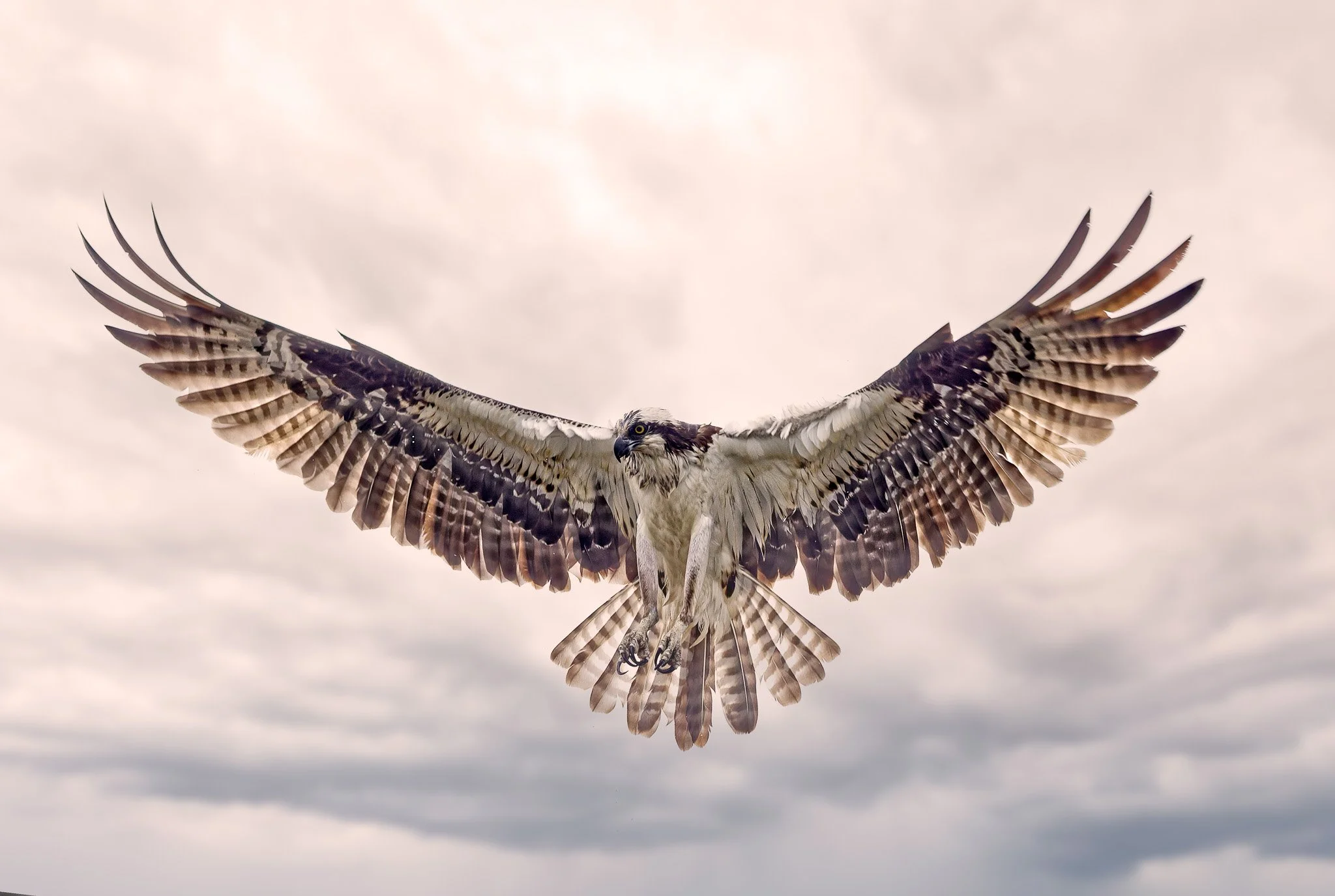 Sovereign of the Saltmarsh - EXHIBITION PRINTS