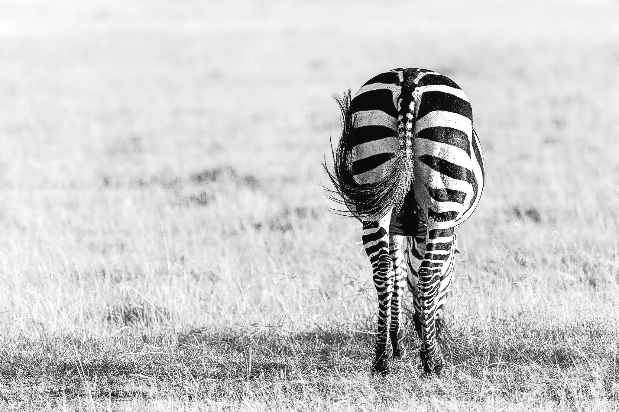 Primal Patterns - FINE ART GALLERY PRINTS