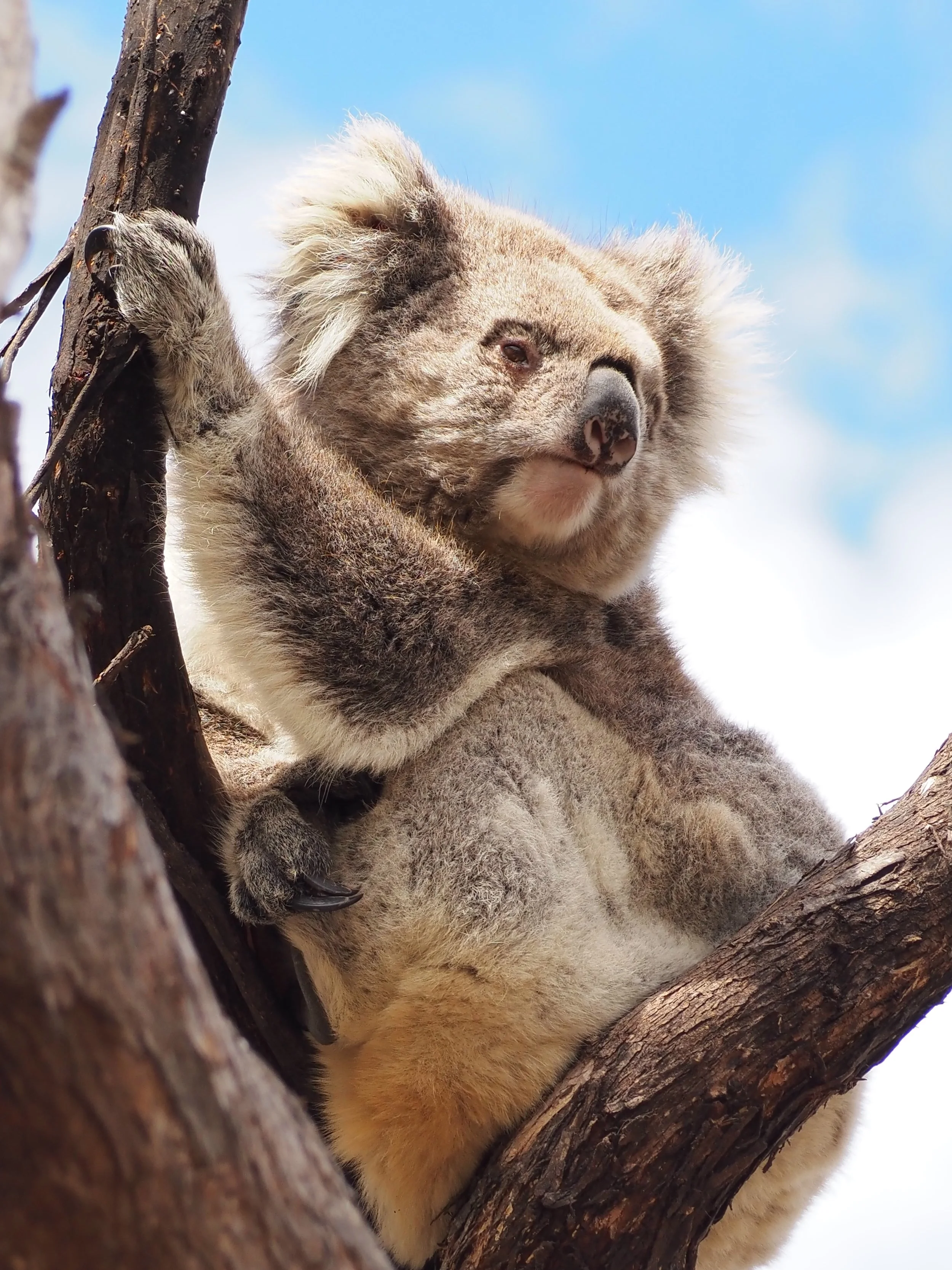 Nature Pedagogy: Deepening the Bush Kinder Encounter