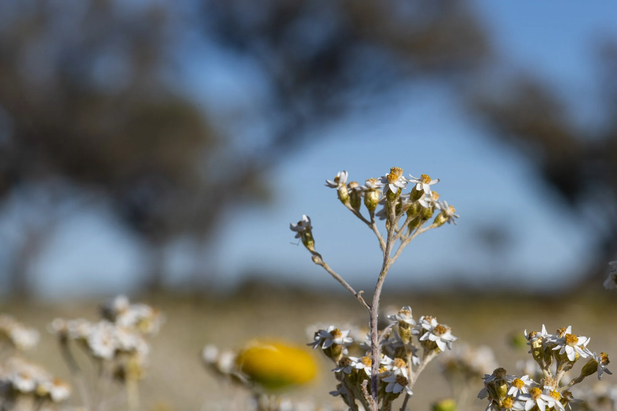 Local Pastoralists and Traditional Owners celebrate decision to protect the Lake Eyre Basin’s Rivers and Floodplains