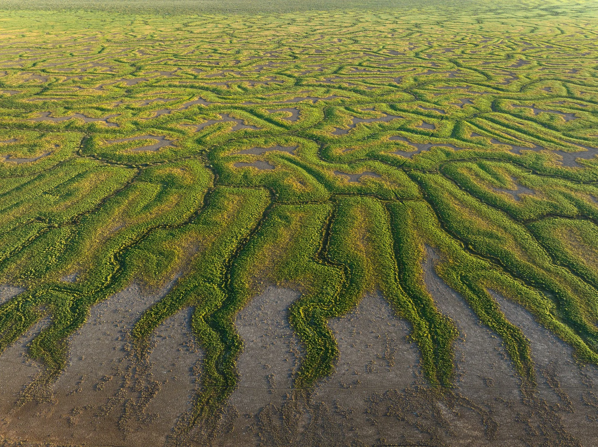 Public consultation finally open for Channel Country protection