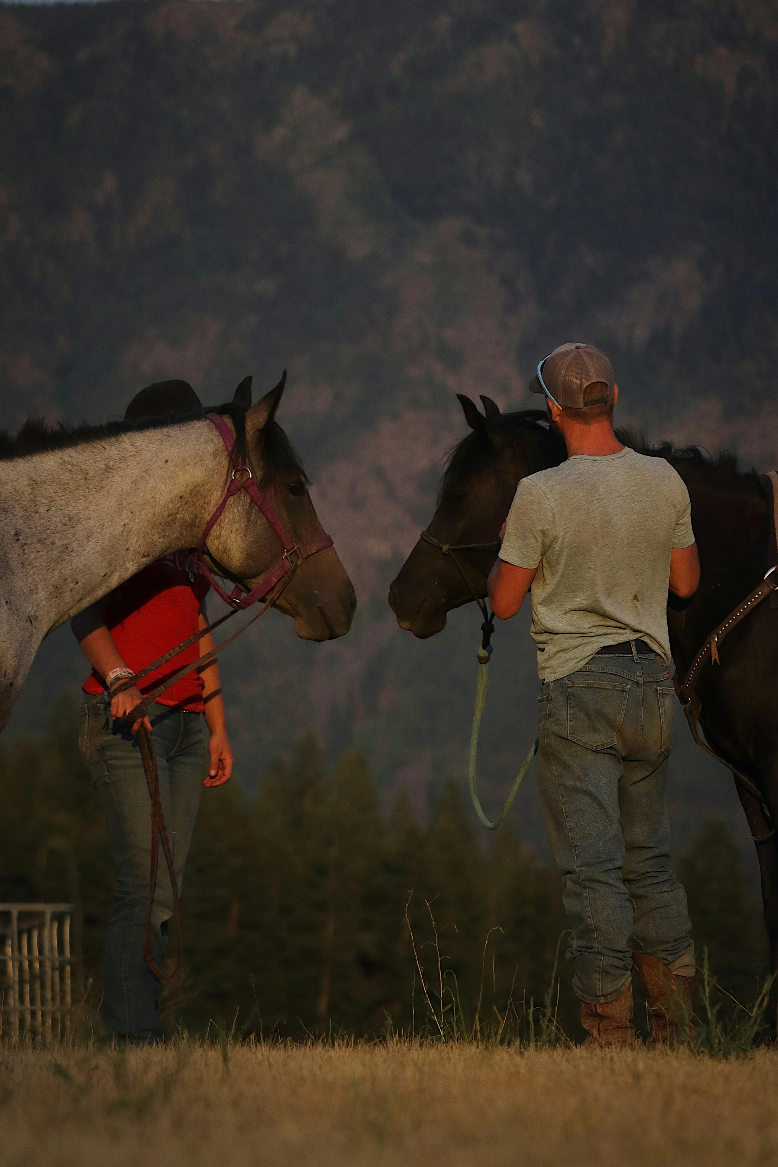 Private Group Session with the Horses