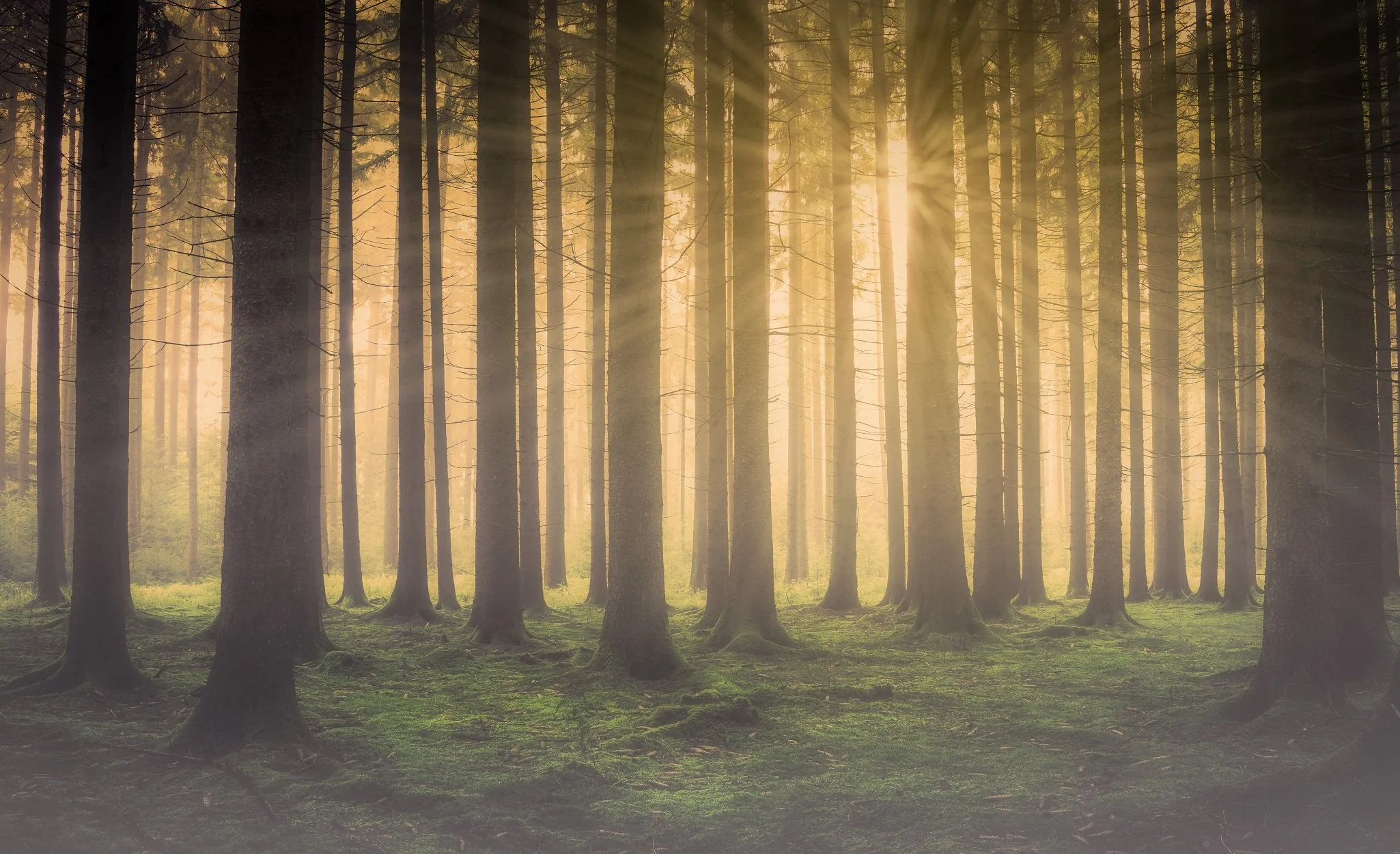 Sunlight streaming through tall trees in a dense forest, with green grass on the ground.