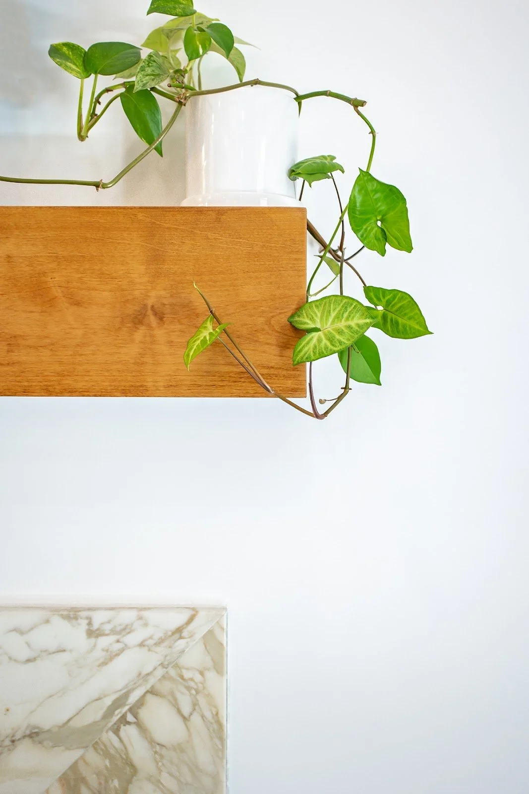 Trailing green houseplant on a wooden shelf