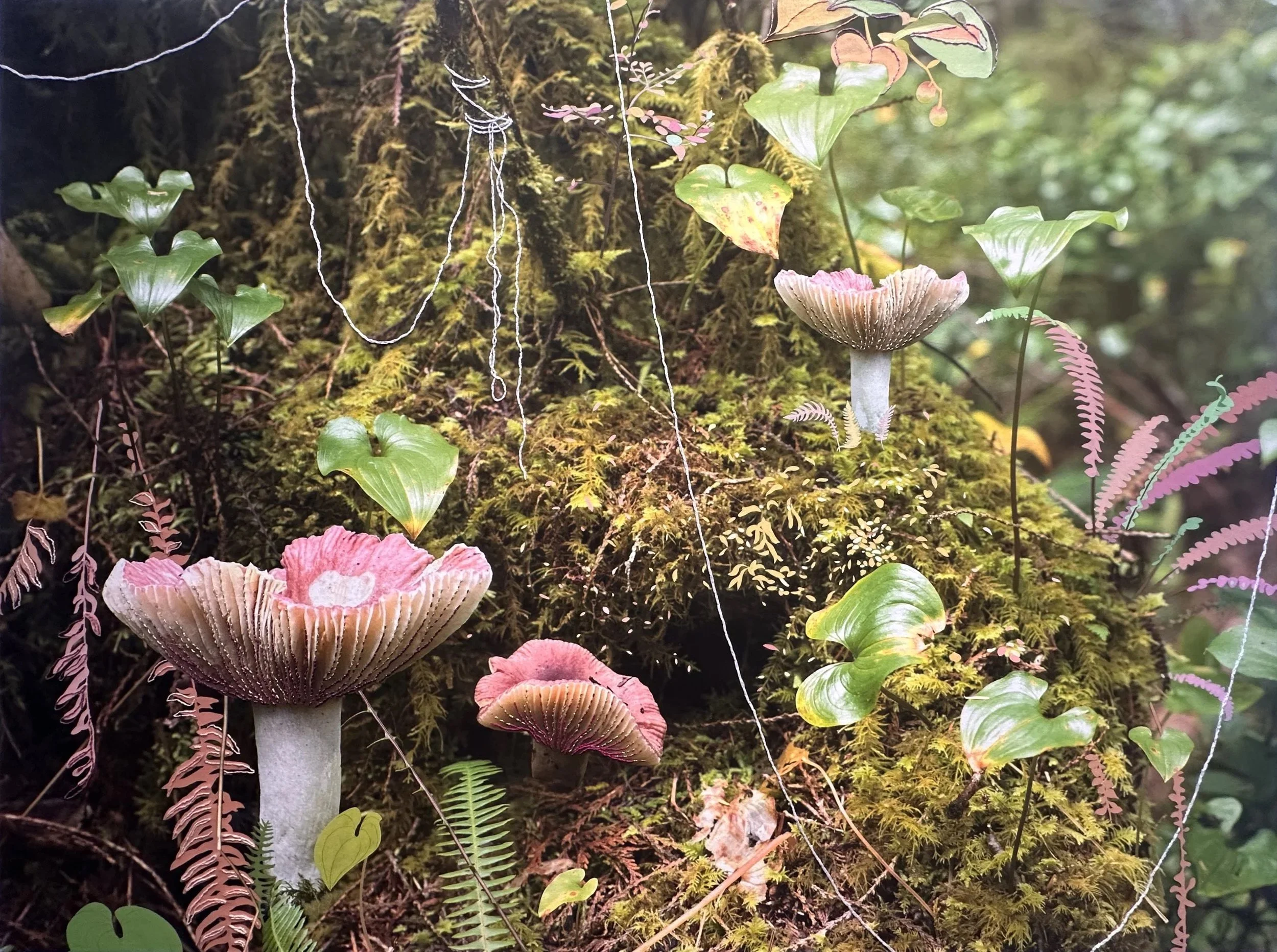 Fungi and plants growing among moss on a forest floor, including pink and beige mushrooms, green leaves, and delicate pink fern-like plants.