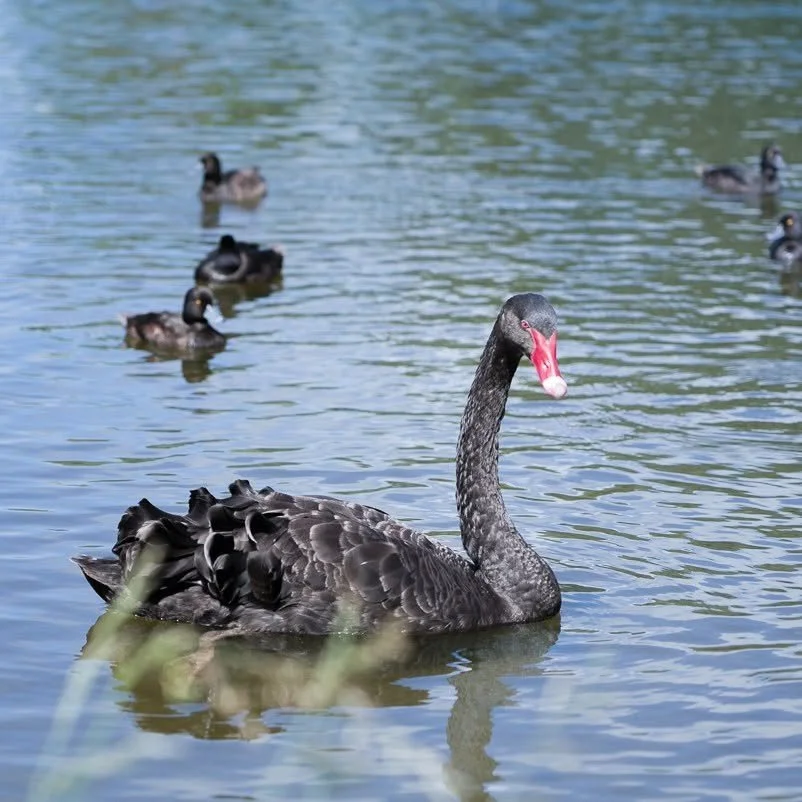 Waikanae Lagoons 3.jpg