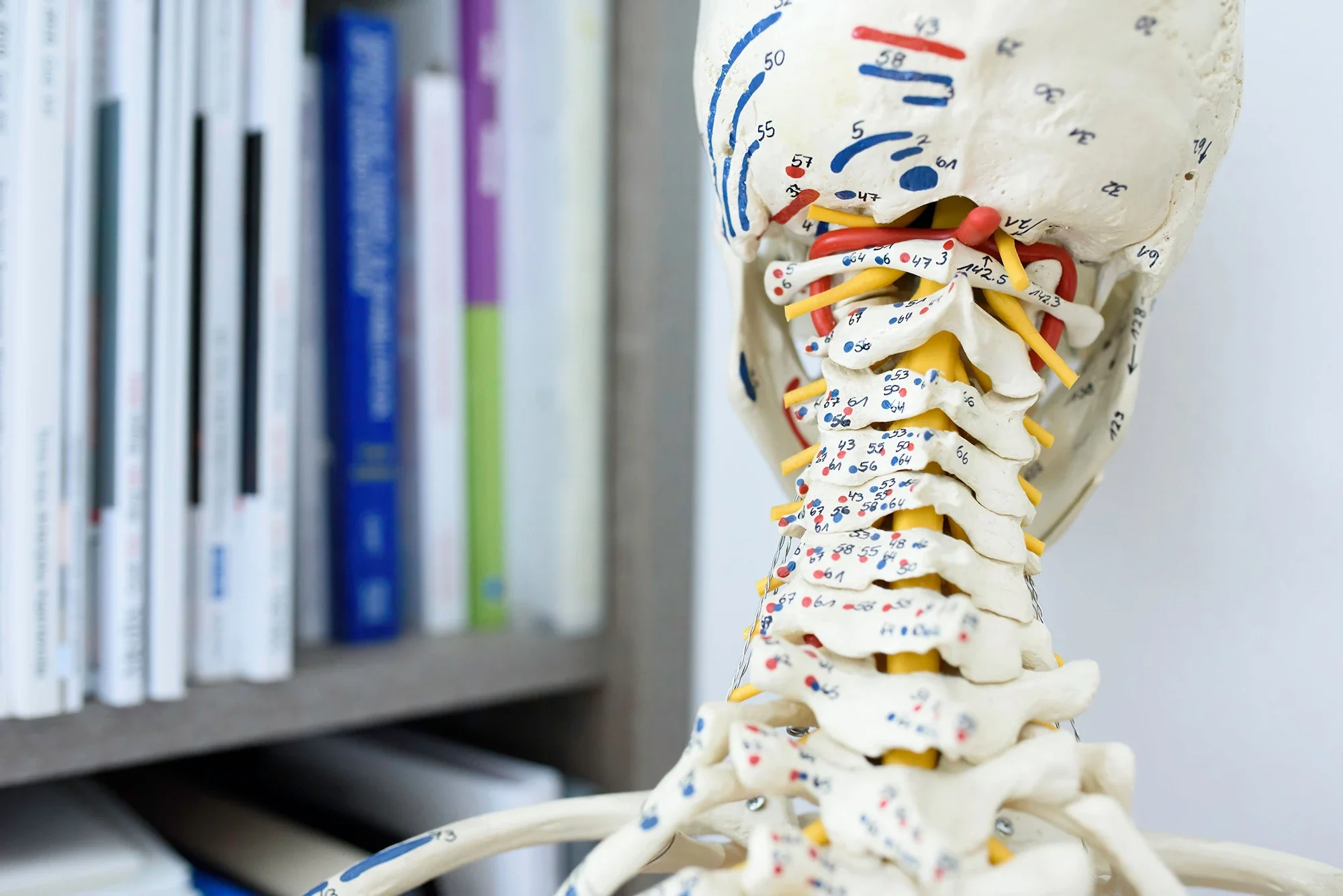 Why everything in the body is connected – the holistic approach
