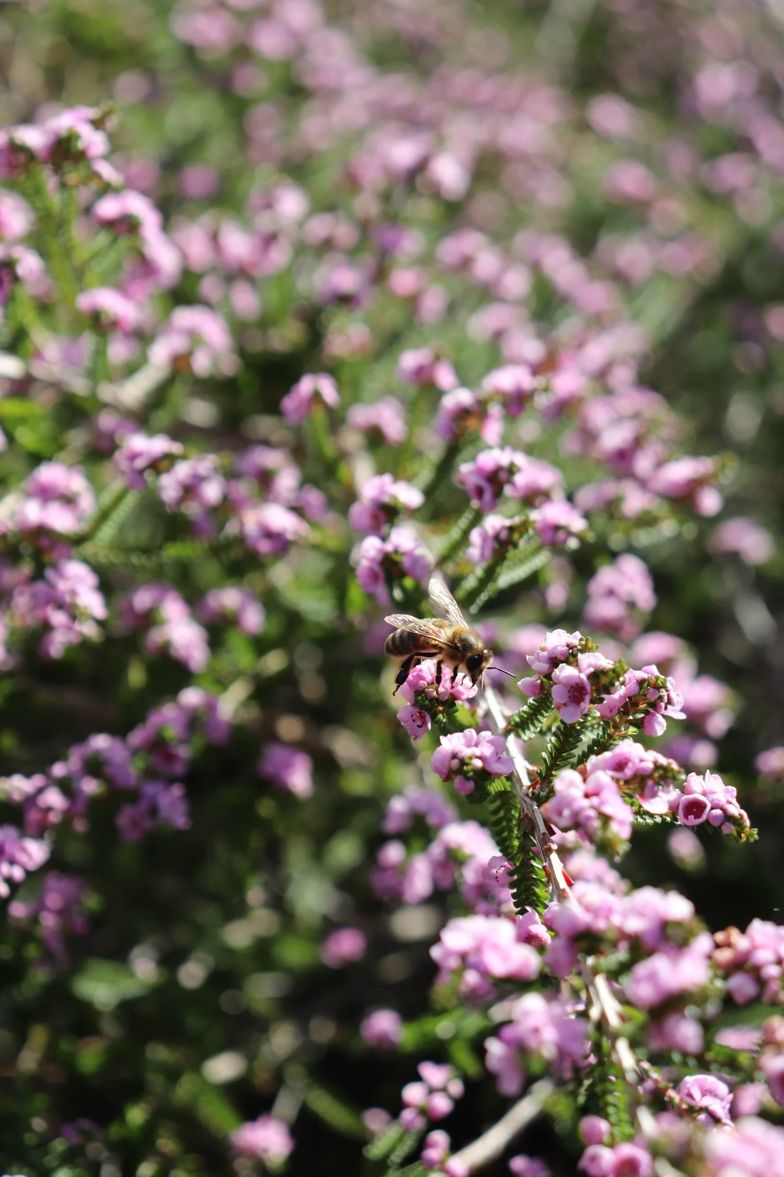 A bee collecting nectar on pink small flowers in a garden.