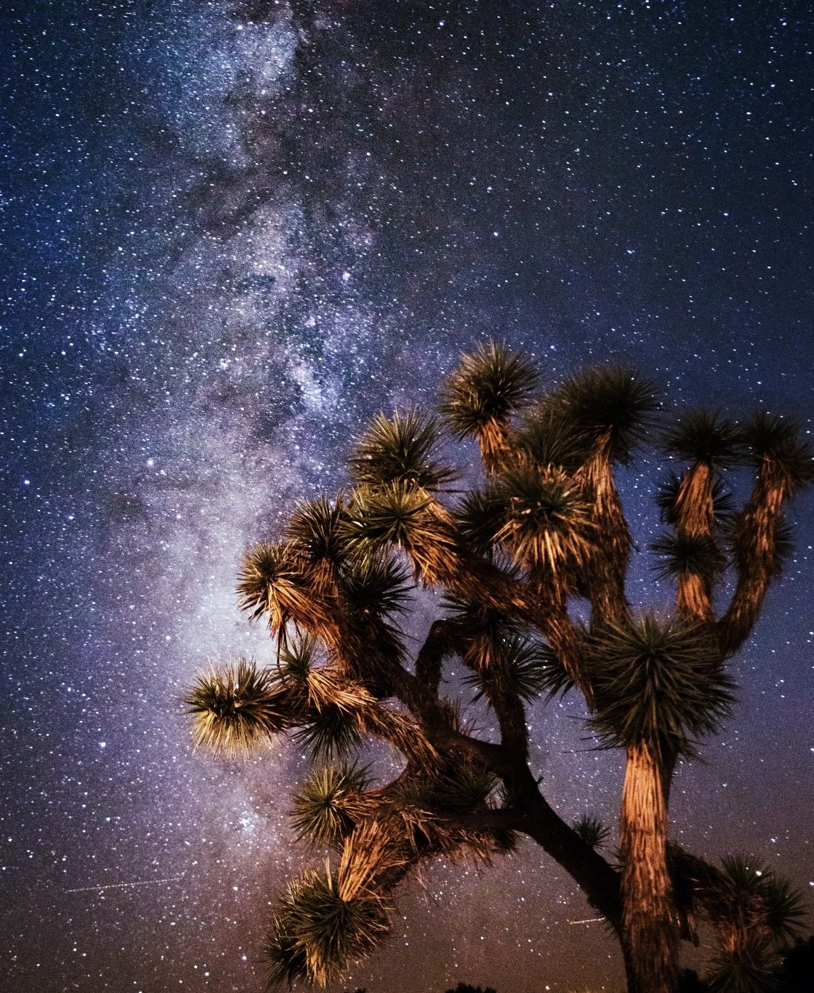 Night sky filled with stars and the Milky Way galaxy, with a silhouetted Joshua tree in the foreground.