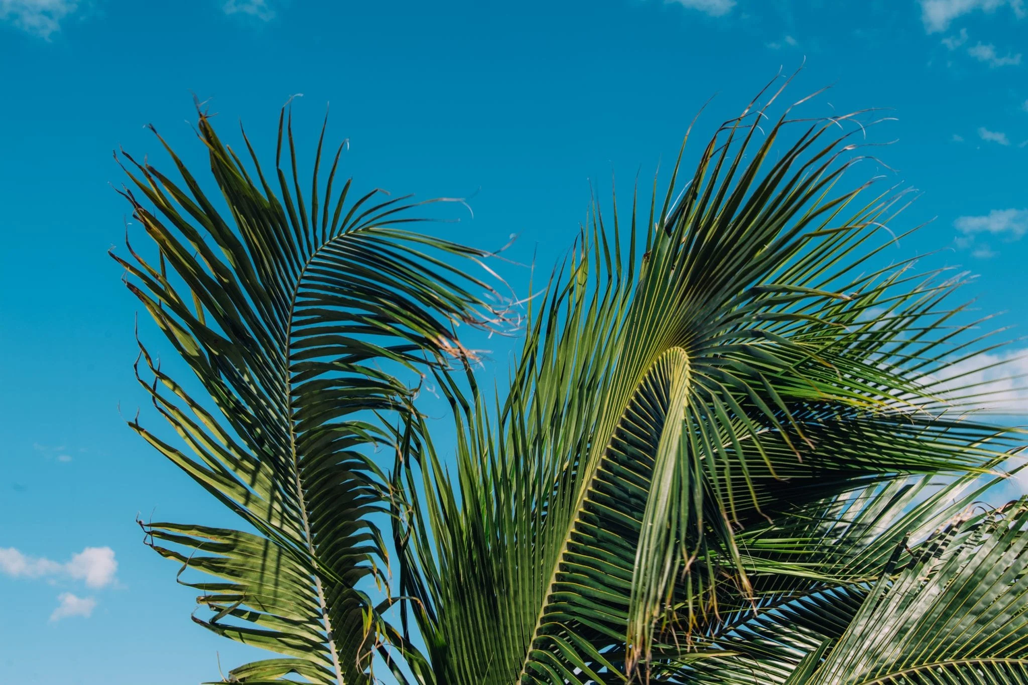 Icona.JillJoe.Tylerboye.BLOG0089.jpg