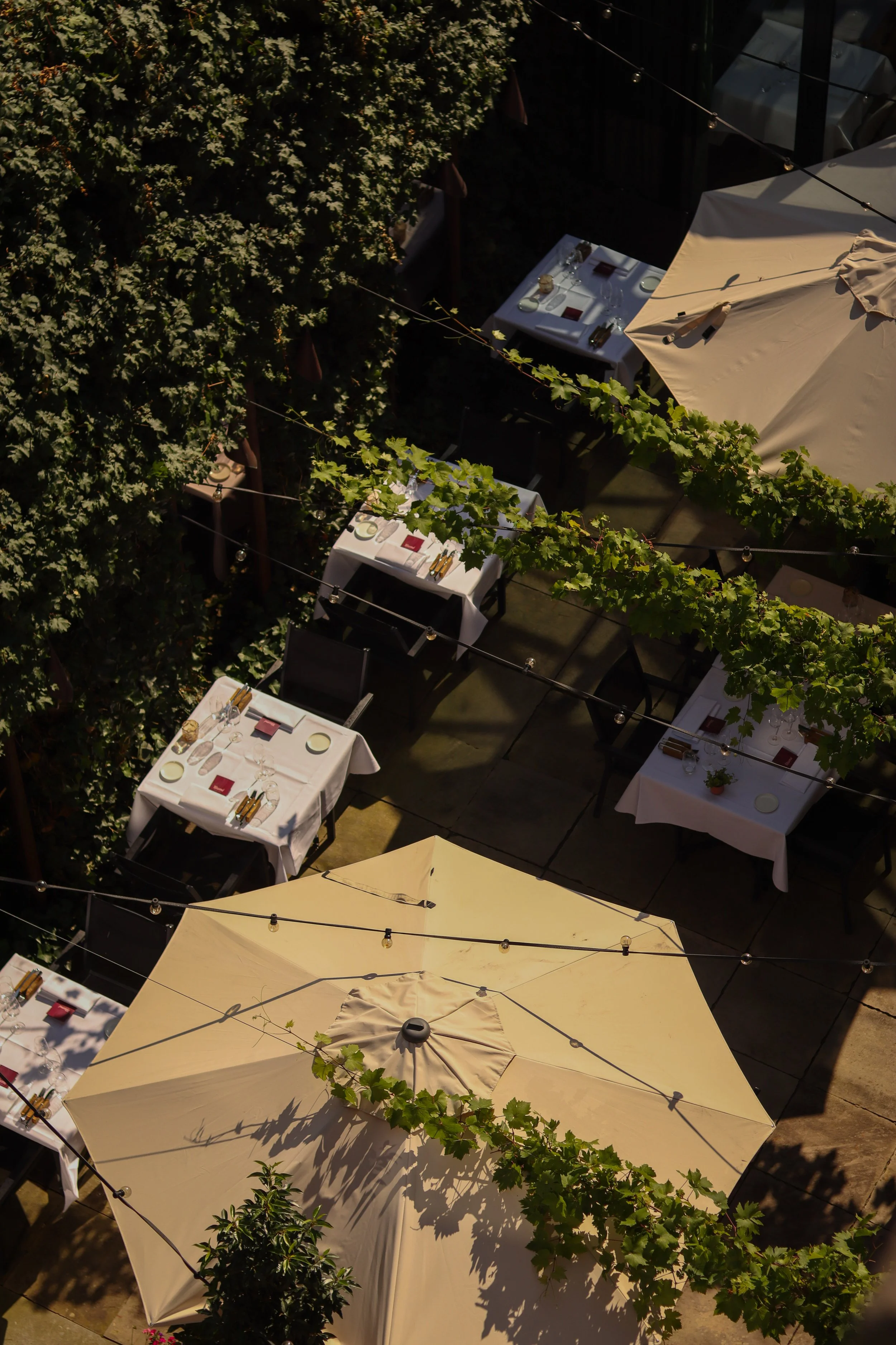 An outdoor dining area with tables topped with white tablecloths, set with plates, glasses, and silverware, shaded by large beige umbrellas, surrounded by lush green ivy and trees with string lights overhead.